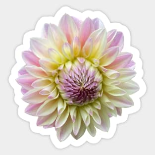 Coralie Dahlia Flower Sticker